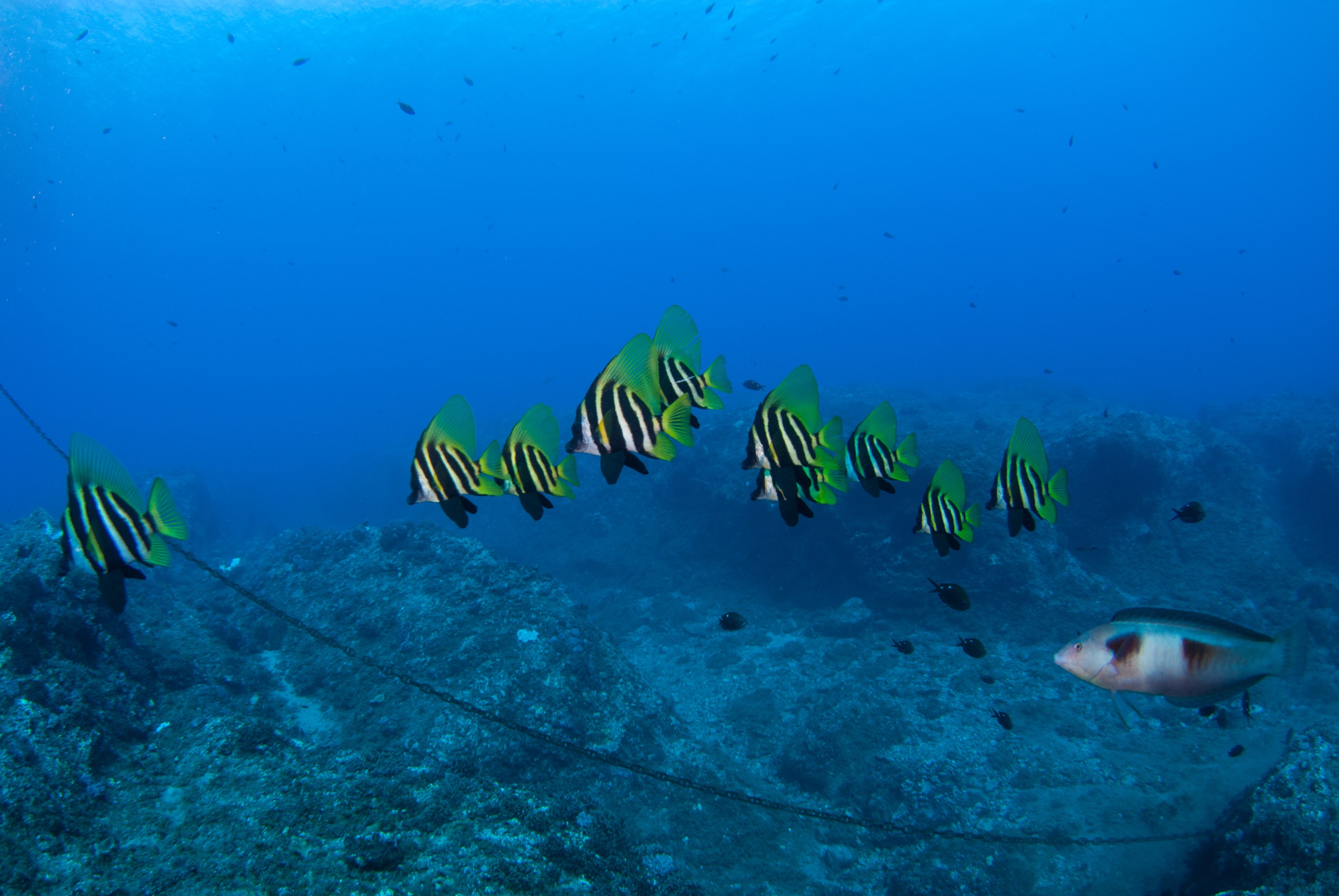 _JFG3980 – kermadec, islands, kermadecs, dive, images, remote, doc, sub tropical, subtropical, sub-tropical, marine, reserve, expedition, lust for rust, mesley, crispin, nz, new, zealand, new zealand, Striped, boarfish, boar, fish, Evistias, acutirostris, crispin, Kermadecs 13,